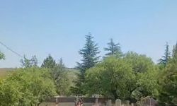 Koruma altındaki dağ keçileri Harput mezarlıklarında boy gösterdi!