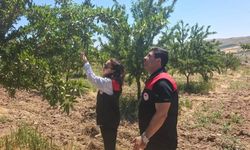 Ağın’da badem üreticisine yakın takip: Mühendisler sahada hastalık ve zararlı taraması yaptı!