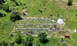 Arıcıların Yüzü Gülüyor! Sivas'ta bal üretiminde dev rekor kapıda: Kilolarca fışkıracak...