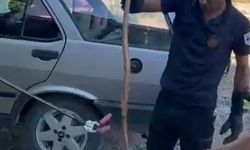 Malatya'da kayısı bahçesinde yılan alarmı! Park halindeki otomobile gizlendi…