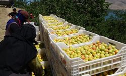 Dünyanın Gözü Malatya'da! İlk Kayısılar Avrupa'ya Gönderildi