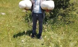 Doğada Yürürken 20 Kiloluk Mantar Buldu!
