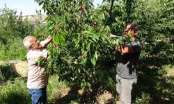 Malatya'da Kiraz Altın Değerinde: 3 Bin TL Yevmiyeye Rağmen İşçi Bulunamıyor