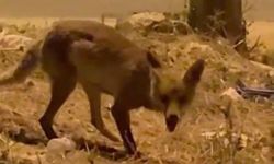 Malatya'da Tilki Alarmı! Mahalle Sokaklarında Böyle Görüntülendi