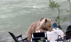 Ayının Piknik Baskını Kamerada! Masadaki Yiyecekleri Tek Tek Yedi