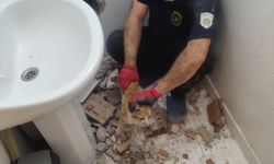 Malatya'da Duvar Kırıldı, Mahsur Kalan Kedi Böyle Kurtarıldı