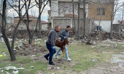Danıştay'dan Emsal Karar: Sokak Hayvanı Saldırılarında Belediyeler ve Valilikler Sorumlu