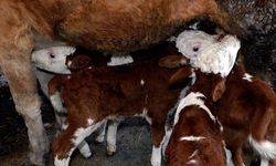 Veterinere götürürken kamyonetten düşen buzağı aranıyor: "Annesi evde üzülüyor"