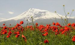 Malatya doğasının kırmızı şifası: Kırlarda açan gelincik çiçeği neye iyi gelir, şurubu nasıl yapılır?
