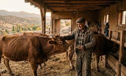 Malatya’da küçük besiciye büyük destek: Gelir Garantili Besicilik Projesi başladı