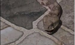 Balkona çay içmeye çıkmıştı, bir anda karşısında dev bir yılan gördü