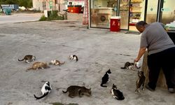 Malatya'da Herkes Onu Konuşuyor! Her Gün Onlarca Sokak Kedisini Kendi Elleriyle Besliyor