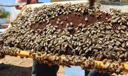 Malatya Darende'de Keven Balı Hasadı Başladı: 65 Ton Rekolte Bekleniyor