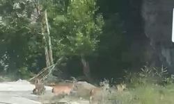 Sürü Halinde İndiler! Malatya'da Yaban Keçileri Trafiği Şaşırttı