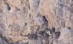 Malatya Darende'de Yaban Keçileri Sürü Halinde Görüntülendi! Doğanın Eşsiz Misafirleri Kamerada
