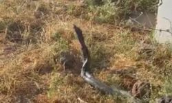 Diyarbakır'da sıcak hava etkisini artırdı: Yaklaşık üç metrelik yılanlar görüntülendi
