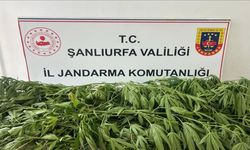 Suruç’ta Baskın! Yasa Dışı Ekilen 35 Kök Kenevir Bulundu