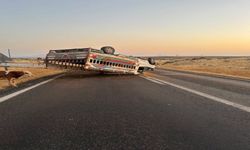 Şanlıurfa’da Hayvan Yüklü Kamyonet Devrildi! Büyükbaş Hayvanlar Yola Saçıldı