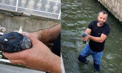 Kanala Düşen Yaralı Güvercinin Hayatını Değiştirdi! Malatya'da Yürek Isıtan Kurtarma
