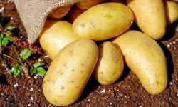 Malatya’da Patates Günü: Kent Mutfağının Sessiz Kahramanı Sofraların Baş Tacı Oldu