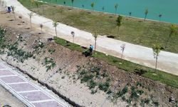 Battalgazi'de Tasarruf Modeli! Belediye Kendi Çimini ve Fidanını Üretiyor
