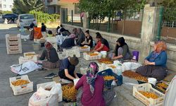 Malatya’da Kayısı Mesaisi Krize Döndü! Ev Kadınları Ceza Korkusuyla Çalışıyor