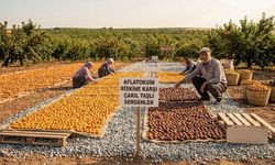 Malatya'nın Gizli Tehlikesi! Gün Kurusu Kayısıda Üreticiyi Zorlayan Risk Büyüyor