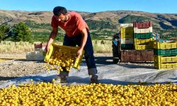 Malatya Kayısında Alarm! Üretici: "Artık Dayanacak Gücümüz Kalmadı"