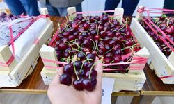 Malatya'da kirazın fiyatı düştü
