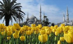 Osmanlı'da Bir Çiçek Yüzünden Neden Devlet Devreye Girdi?