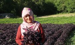 Malatya'nın Dünyaya Açılan Mor Hazinesi: Değerini Duymayan Çok Şey Kaçırıyor
