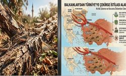 Balkanlardan Geliyor! İstilacı Çekirgeler Türkiye Sınırına Dayandı