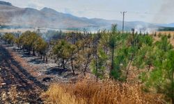 Malatya’da Kıvılcımla Başladı, Rüzgârla Büyüdü! 40 Dönüm Zarar Gördü!