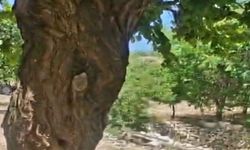 Kayısı Ağacındaki Oyuk, Binlerce Bal Arısının Yeni Yuvası Oldu