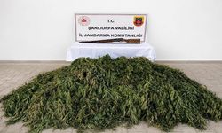 Şanlıurfa’da Kenevir Operasyonu! 610 Kök Ele Geçirildi