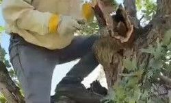 Elazığ’da ağacın gövdesinden çıktı! Görenler şaşkına döndü