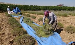 Emek Mor Tarlalarda Yeşerdi! Malatya'da Lavanta Hasadı Başladı