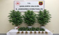 Şanlıurfa Bozova’da Jandarma Baskını! 13 Kök Kenevir Ele Geçirildi