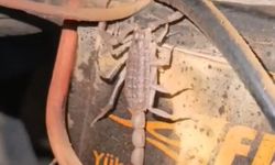 Malatya'da Motosikletin Motorunu Açan Usta Şoke Oldu: İçinden Akrep Çıktı!