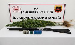 Şanlıurfa’da Jandarmadan Uyuşturucu Operasyonu! Kenevir ve Ruhsatsız Tüfek Ele Geçirildi