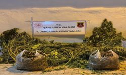 Şanlıurfa’da Jandarma Baskını! 625 Kök Kenevir Ve 4 Kilo Esrar Ele Geçirildi