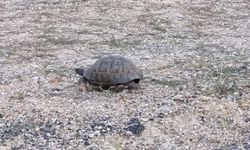 Malatya’da Kaplumbağa İçin Trafiği Durdurdular!