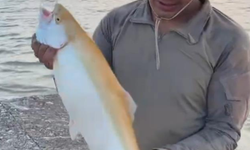 Oltaya Takılan Sıra Dışı Balık Görenleri Hayrete Düşürdü