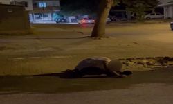 Adıyaman’da Sokak Ortasında Yığılıp Kaldı!