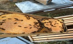 Yaylalardan Gelen Lezzet: O Bölgenin Balı Neden Bu Kadar Özel?