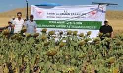 Erzincan’da Ayçiçeği Ekim Alanı İki Yılda Yüzde 50 Arttı!