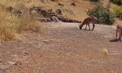 Malatya’da kayalık alanda dağ keçileri sürüsü görüntülendi