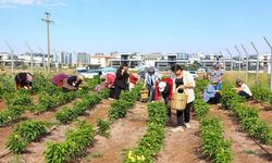 Üreten Kadınlar İçin Yeni Adım! Yerel Tohumlar Toprakla Buluşuyor