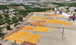 Malatya’da kayısı hasadı bitmedi! O İlçede yeniden başladı
