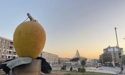 Malatya’da Kayısıda Yeni Tartışma: Üretici Gerçekten Maliyetinin Altında Mı Satıyor?